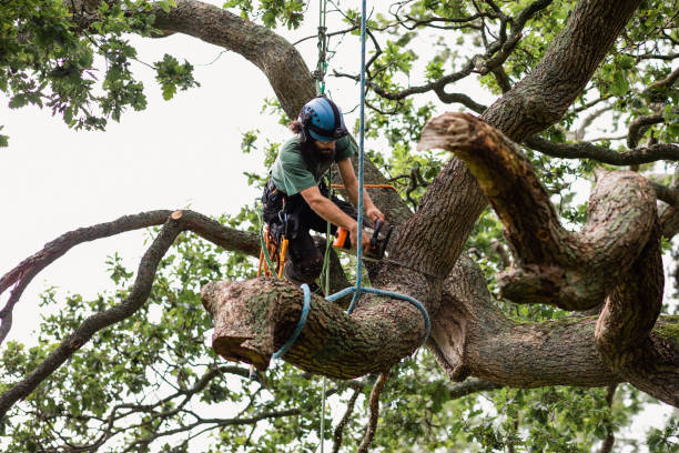 Trusted Cherryland, CA Tree Care Experts