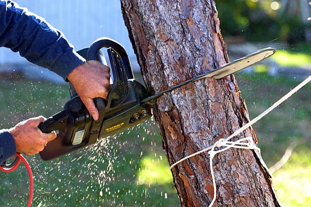 Best Tree Removal  in Cherryland, CA